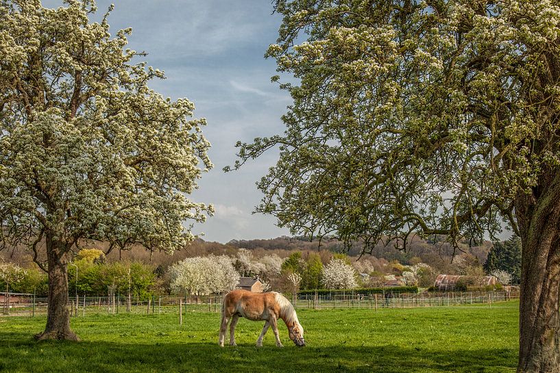 Limburgse hoogstamboomgaarden in bloei par John Kreukniet