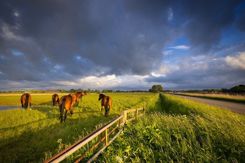 Dark clouds pass over the Hogeland in Groningen on a beautiful spring morning. Horses are grazing in by Bas Meelker
