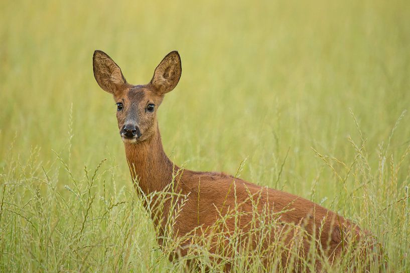 Portret Reegeit par Harm Roseboom