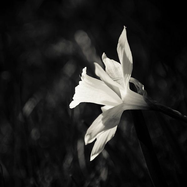 Darling of the Spring van Dick Nieswaag