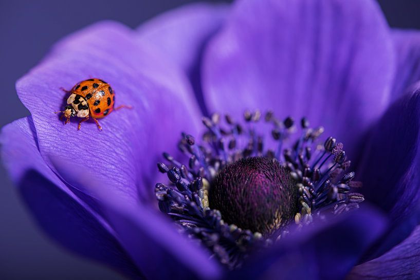 Eyecatcher: Ladybug on a purple anemone by Marjolijn van den Berg