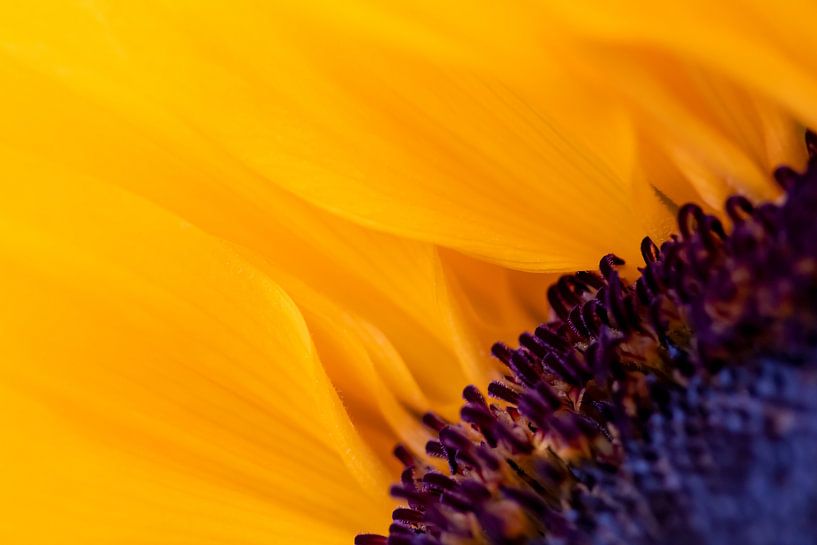 Sunflower by Evelyne Renske