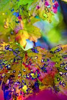 Macro photo taken in Nature