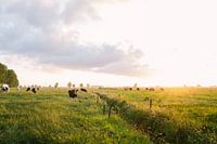 Cows in the meadow during sunset