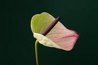 Anthurium Pistache