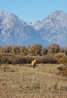 Parc national de Grand Teton à cheval