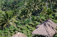 Rizières en terrasses