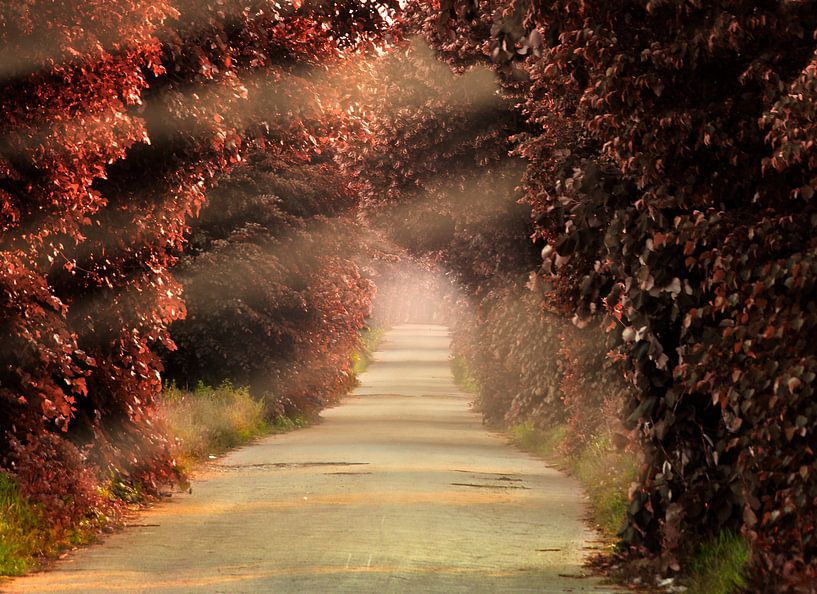 Le chemin rouge par RuxiQue