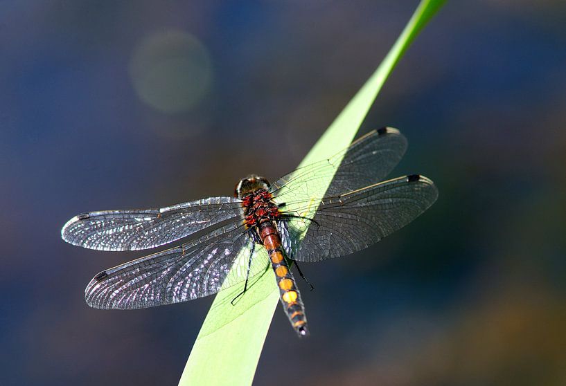 witsnuitlibel op riet par Petra De Jonge
