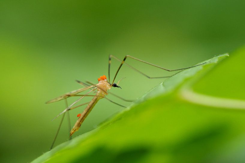 Langpootmug met mijten par Astrid Brouwers