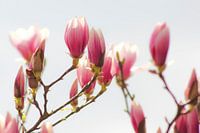 Das Erwachen der Magnolien: Frühling in den Niederlanden