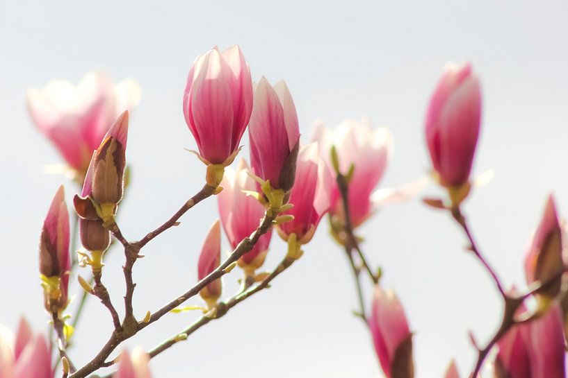 Das Erwachen der Magnolien: Frühling in den Niederlanden von Adriana Luxwolda