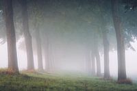 Baumreihe im Morgennebel