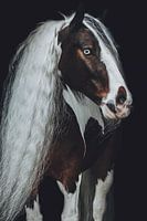Fine art portrait horse long mane