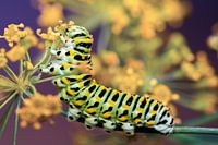 Caterpillar Swallowtail