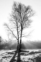 Birke in Schwarz und Weiß