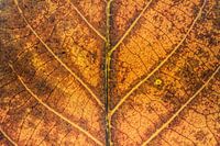 Autumn leaf abstract
