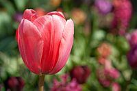 Roze Tulp