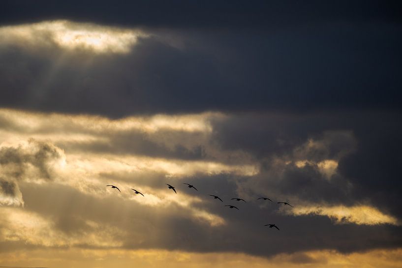 Silhouette d'un groupe d'oies en vol sur un fond de ciel dramatique avec des nuages d'orage et des r par Robert Ruidl