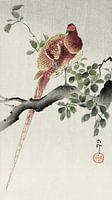 Faisan en cuivre (1900 - 1930) par Ohara Koson
