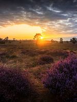 Lande violette avec lever de soleil Loonse en Drunense Duinen