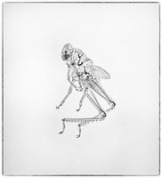 Das Insekt in seiner ganzen Transparenz