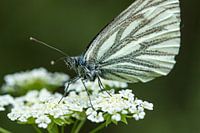 White flower with butterfly