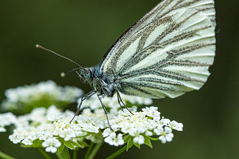 White flower with butterfly by Fokko Erhart