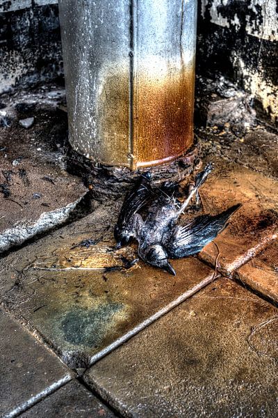 Geen weg meer terug voor deze vogel in de Dongecentrale Geertruidenberg voormalige elektriciteitscen von noeky1980 photography