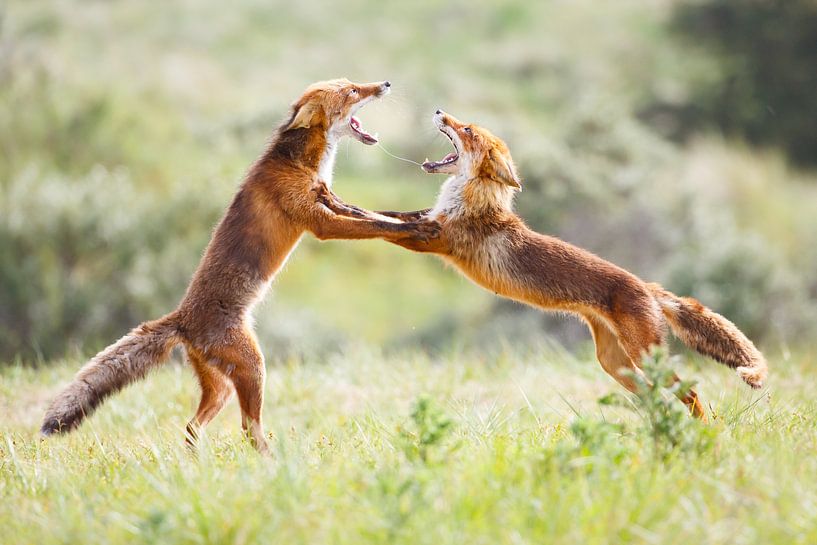 Stoeiende vossen par Pim Leijen