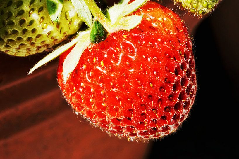 erdbeere von joyce kool