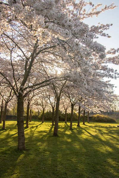 Japanische Blüte im Amsterdamse Bos. von Kyra Hoekema
