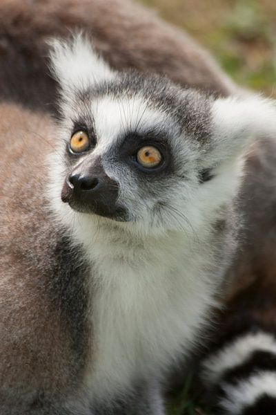 Portret van een ringstaart maki  by Renate Peppenster