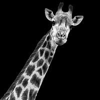 Portrait Girafe en noir et blanc