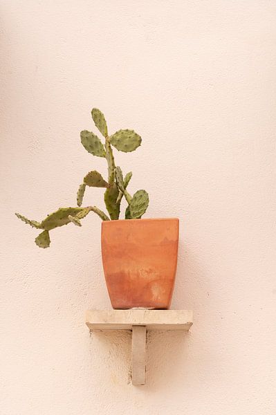 Un cactus en pot de terre cuite sur une étagère dans une maison à Ericeira, Portugal - photographie de rue et de voyage en été par Christa Stroo photography