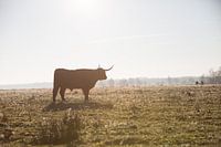 Schotse Hooglander op Doldersumse Veld
