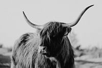 Le Highlander écossais de Zeeland