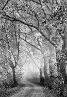 Toscaanse Droomstraat