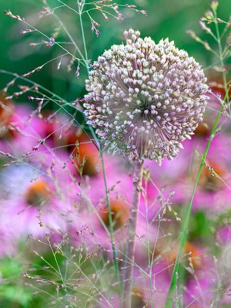 Flower festival by René Weijers