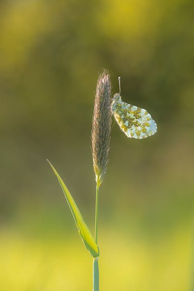 Orange Spitze von Moetwil en van Dijk - Fotografie