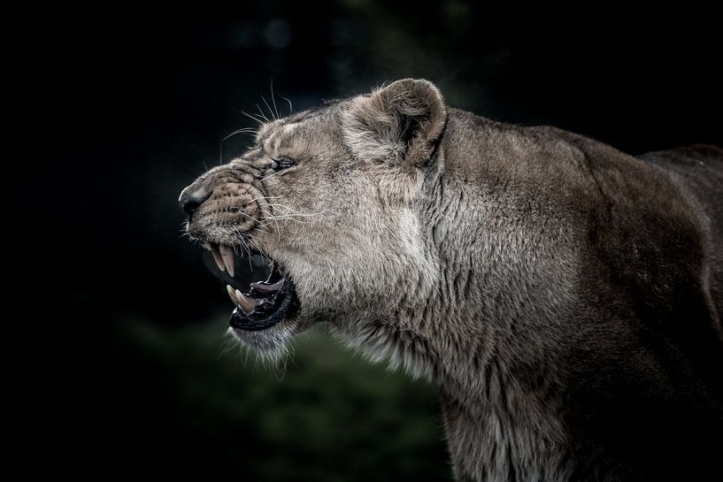 Lion expression on black background by Jolanda Aalbers