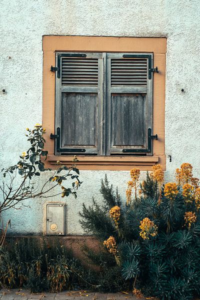 Shutters and yellow flowers by Stadspronk