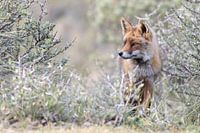 Fuchs in Dünenkelle