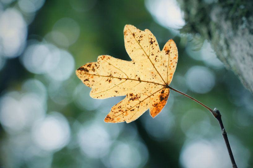 Feuille d'automne par Lisa Bouwman