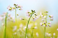 Pinksterbloemen in de wei