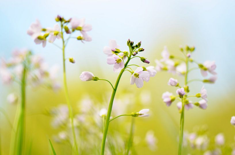 Pinksterbloemen in de wei by Marian Steenbergen