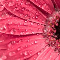 Waterdruppels op gerbera bloem