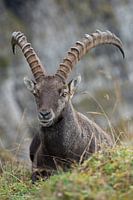Alpine Ibex