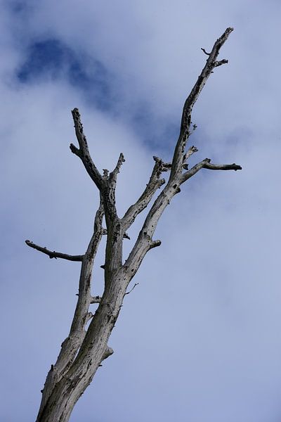Un tronc mort par le bas par Gerard de Zwaan