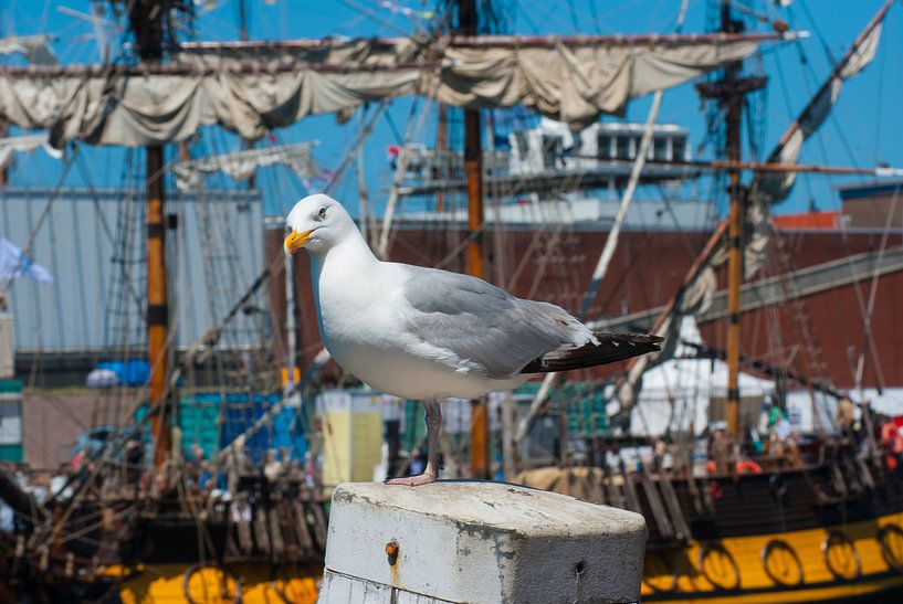 Zeemeeuw in de haven von Miranda Zwijgers